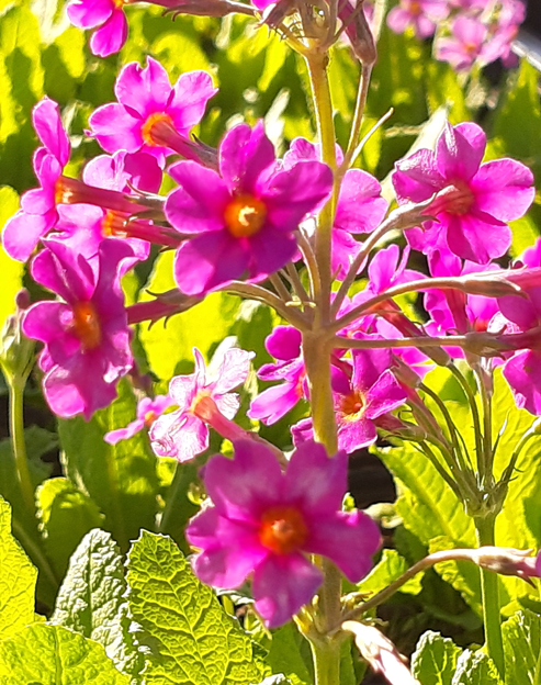 Primula japonica `Crimson Star`